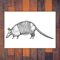 Armadillo Print