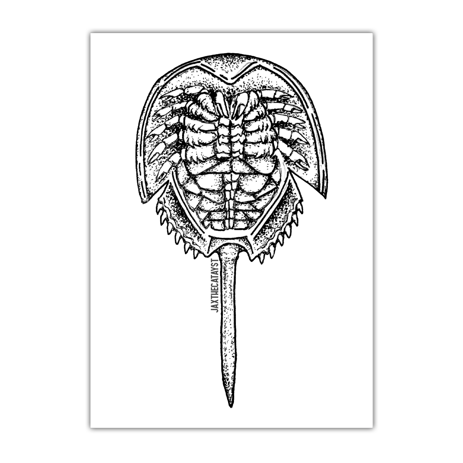 Horseshoe Crab Print